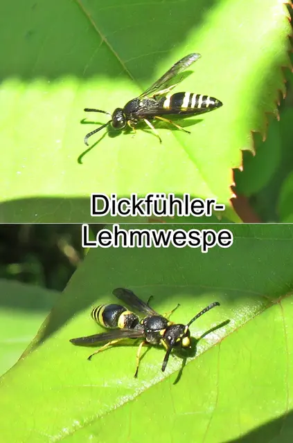 Dickfühler-Lehmwespe (Symmorphus crassicornis) Georg Wolfgang Franz Panzer 1798
Ordnung: Hautflügler (Hymenoptera)
Teilordnung:	Stechimmen (Aculeata) 
Überfamilie:	Vespoidea
Familie:	Faltenwespen (Vespidae)
Gattung: Symmorphus
Art: Dickfühler-Lehmwespe