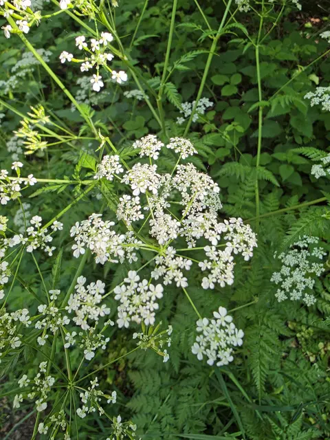 Wiesenkerbel