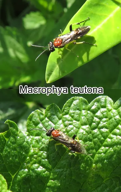 (odtN) (Macrophya teutona) Georg Wolfgang Franz Panzer 1799
Ordnung: Hautflügler (Hymenoptera)
Unterordnung: Pflanzenwespen (Symphyta)
Überfamilie: Blattwespenartige (Tenthredinoidea)
Familie: Echte Blattwespen (Tenthredinidae)
Unterfamilie: Tenthredininae
Tribus: Macrophyini
Gattung: Makrophye
Art: Macrophya teutona