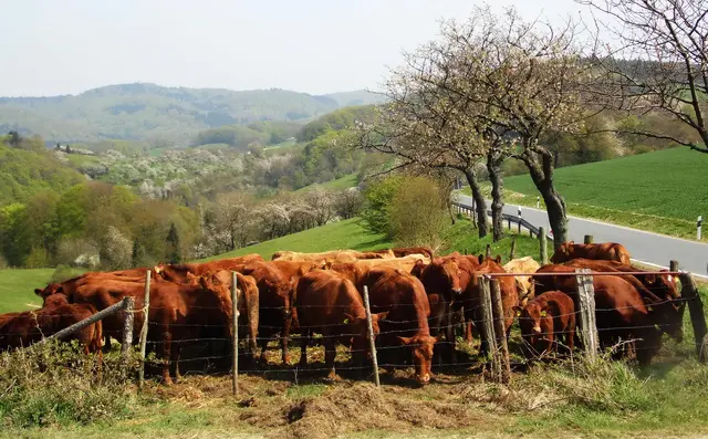 Bei Rühle machen wir einen Abstecher in die Rühler Schweiz hinauf. Und das hat seinen Grund... | Foto: Kurt Wolter