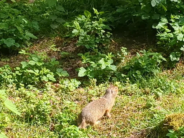 Ein Ziesel im Kaisergarten Oberhausen | Foto: Astrid Günther