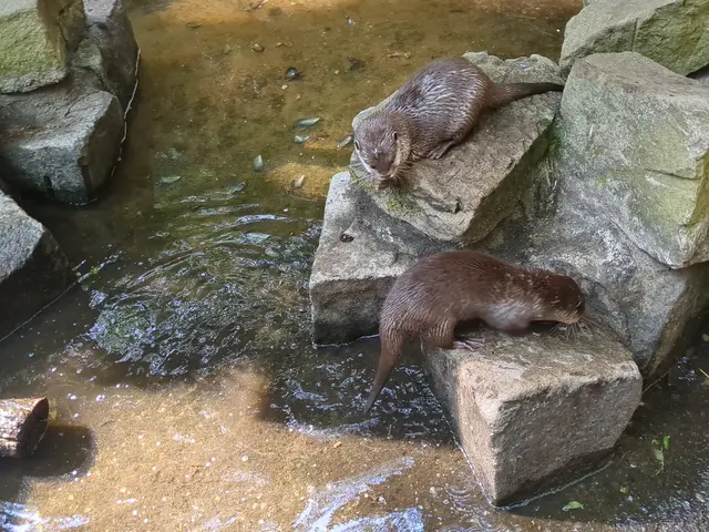 Otter im Kaisergarten Oberhausen | Foto: Astrid Günther