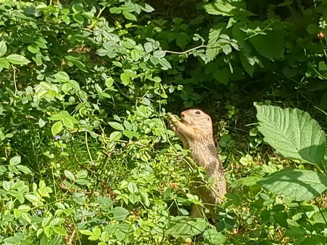 Ein Ziesel im Kaisergarten Oberhausen | Foto: Astrid Günther