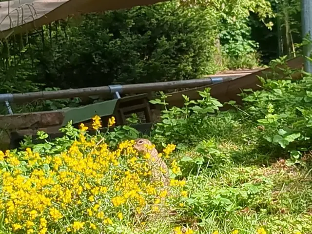 Ein Ziesel im Kaisergarten Oberhausen | Foto: Astrid Günther