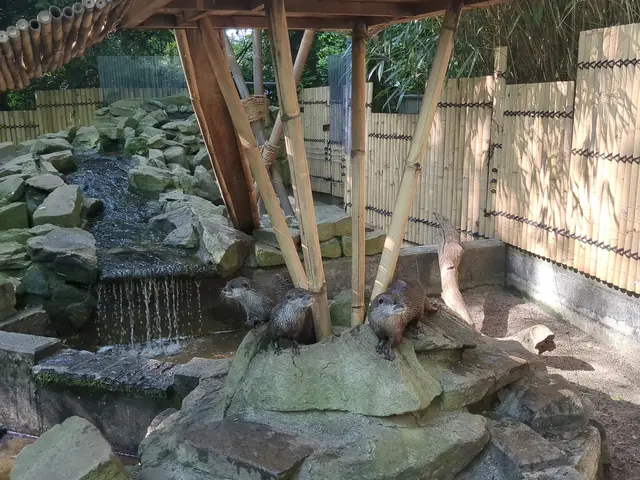 Otter im Kaisergarten Oberhausen | Foto: Astrid Günther