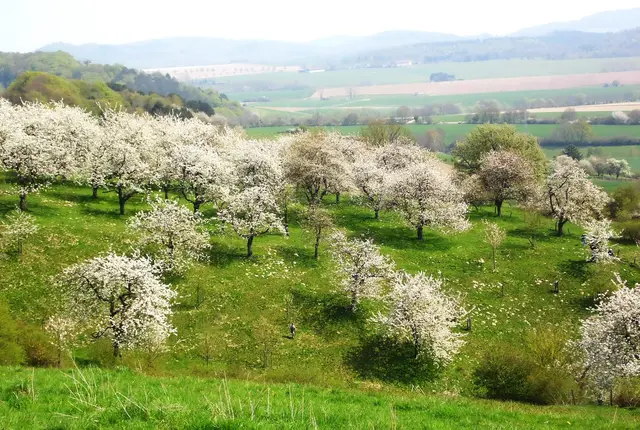 Zurzeit blühen die Kirschbäume, und dafür ist diese schöne Gegend mit ihren vielen Streuobstwiesen bekannt. Wir lassen die Räder stehen und spazieren mitten hindurch.  | Foto: Kurt Wolter