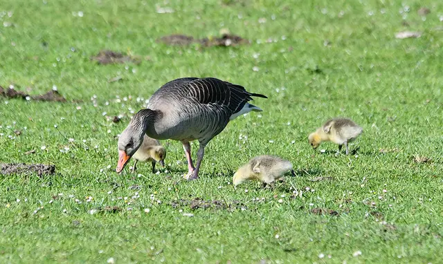 Guckt euch das genau an