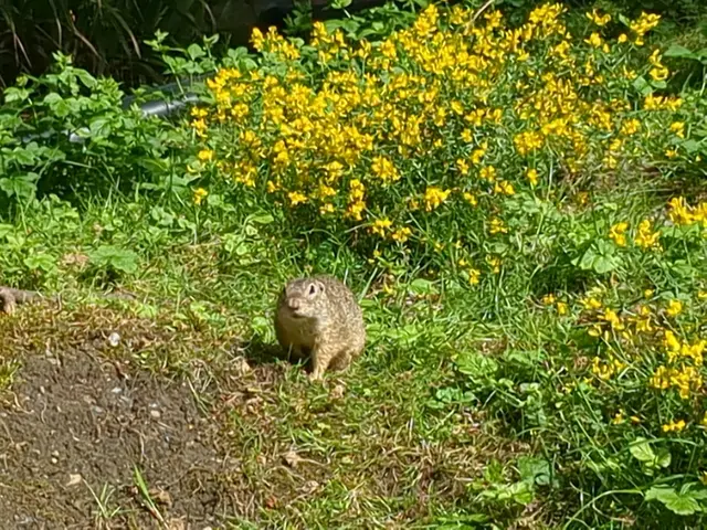 Ein Ziesel im Kaisergarten Oberhausen | Foto: Astrid Günther
