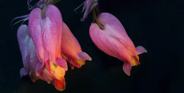 Der botanische Name leitet sich vom griechischen Wort "dikentros" ab, was "zweispornig" bedeutet. Es bezieht sich auf die zwei äußeren, gespornten Kelchblätter. Das lateinische Wort "eximius" bedeutet "ausgezeichnet", "außerordentlich" oder "erlesen".