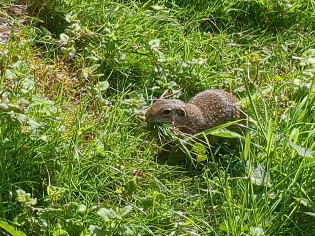 Ein putziger kleiner Ziesel | Foto: Astrid Günther