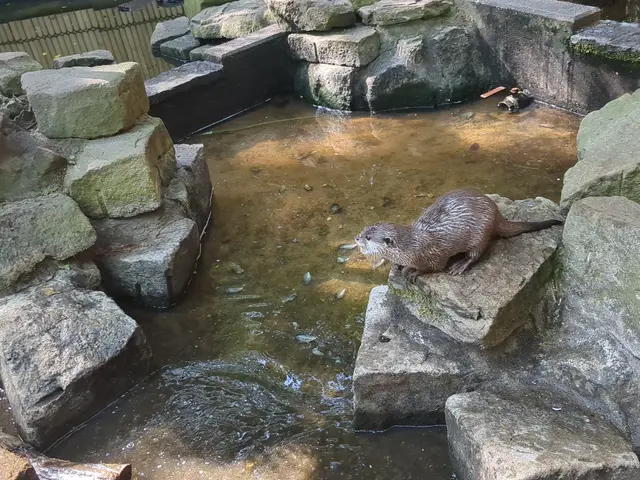 Otter im Kaisergarten Oberhausen | Foto: Astrid Günther