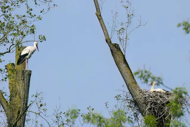 Foto: Copyright Andreas Schäfer