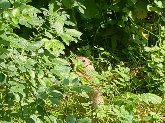 Halb versteckt | Foto: Astrid Günther