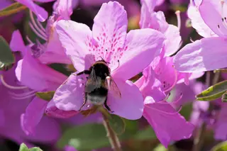 Es gibt ber 1000 Rhododendronarten: Von Problempflanzen bis zu  spektakulren Exoten - Essen
