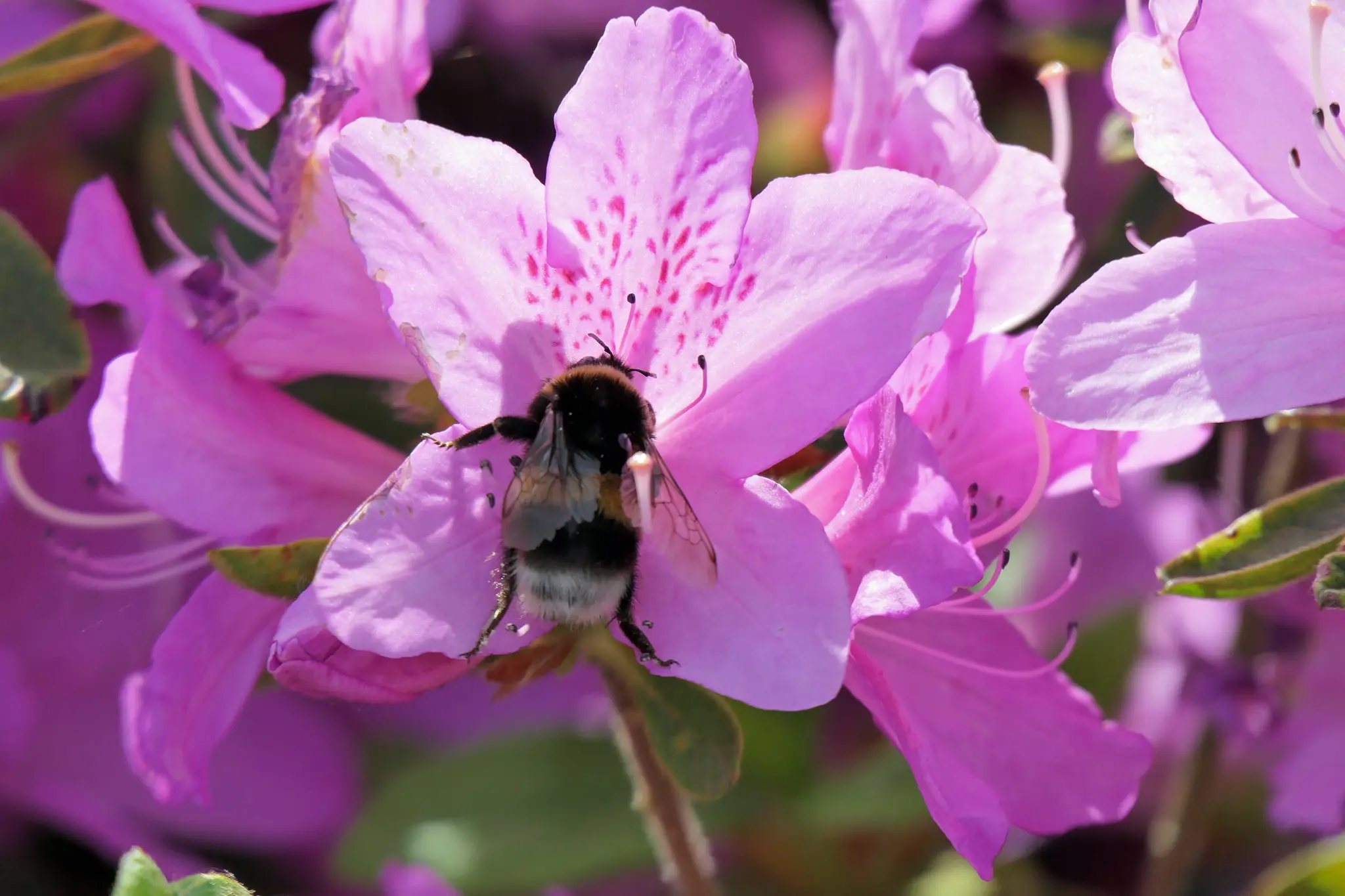 Es gibt ber 1000 Rhododendronarten: Von Problempflanzen bis zu  spektakulren Exoten - Essen