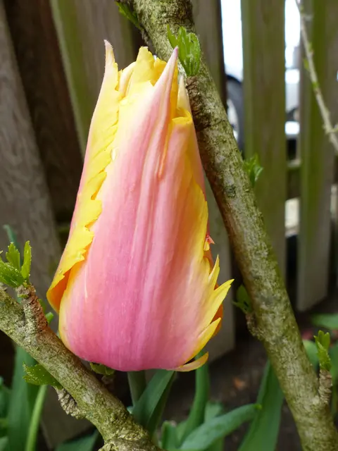 Papageien-Tulpe - Flaming Memory | Foto: N. Käse