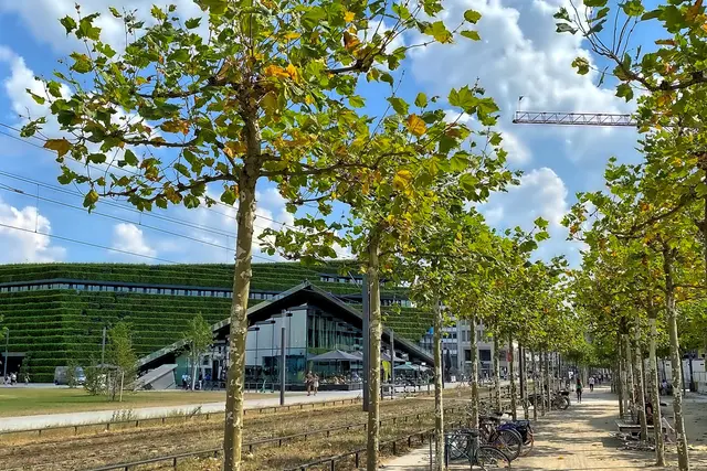 Bäume statt Hochstraße: Die a 2017 gepflanzte Platanenallee zeichnet den Verlauf der abgerissenen Hochstraße "Tausendfüßler" nach.  | Foto: copyright Margot Klütsch