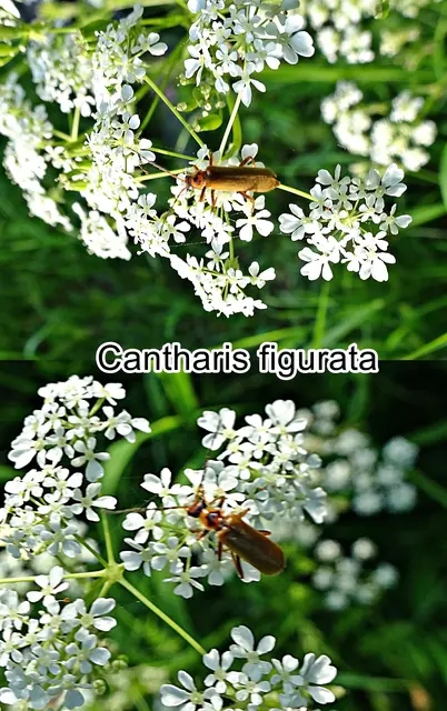 ohne dt. Namen (Cantharis figurata) Carl Gustaf Mannerheim 1843
Ordnung:	Käfer (Coleoptera)
Unterordnung:	Polyphaga
Familie:	Weichkäfer (Cantharidae)
Gattung:	Cantharis
Art: Cantharis figurata | Foto: GvMeegen