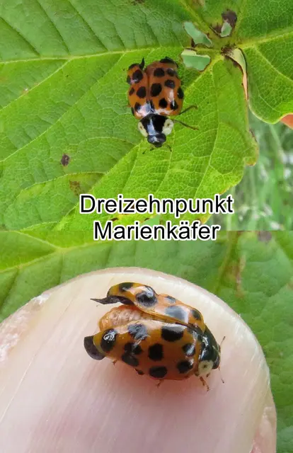 Dreizehnpunkt-Marienkäfer / Dreizehnpunktiger Sumpfmarienkäfer (Hippodamia tredecimpunctata) Carl von Linné 1758
Ordnung:	Käfer (Coleoptera)
Unterordnung:	Polyphaga
Familie:	Marienkäfer (Coccinellidae)
Unterfamilie:	Coccinellinae
Gattung:	Hippodamia
Art:	Dreizehnpunkt-Marienkäfer | Foto: GvMeegen