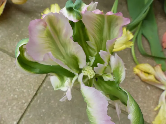 die letzten blühenden Tulpen der Sorte Green Wave | Foto: N. Käse