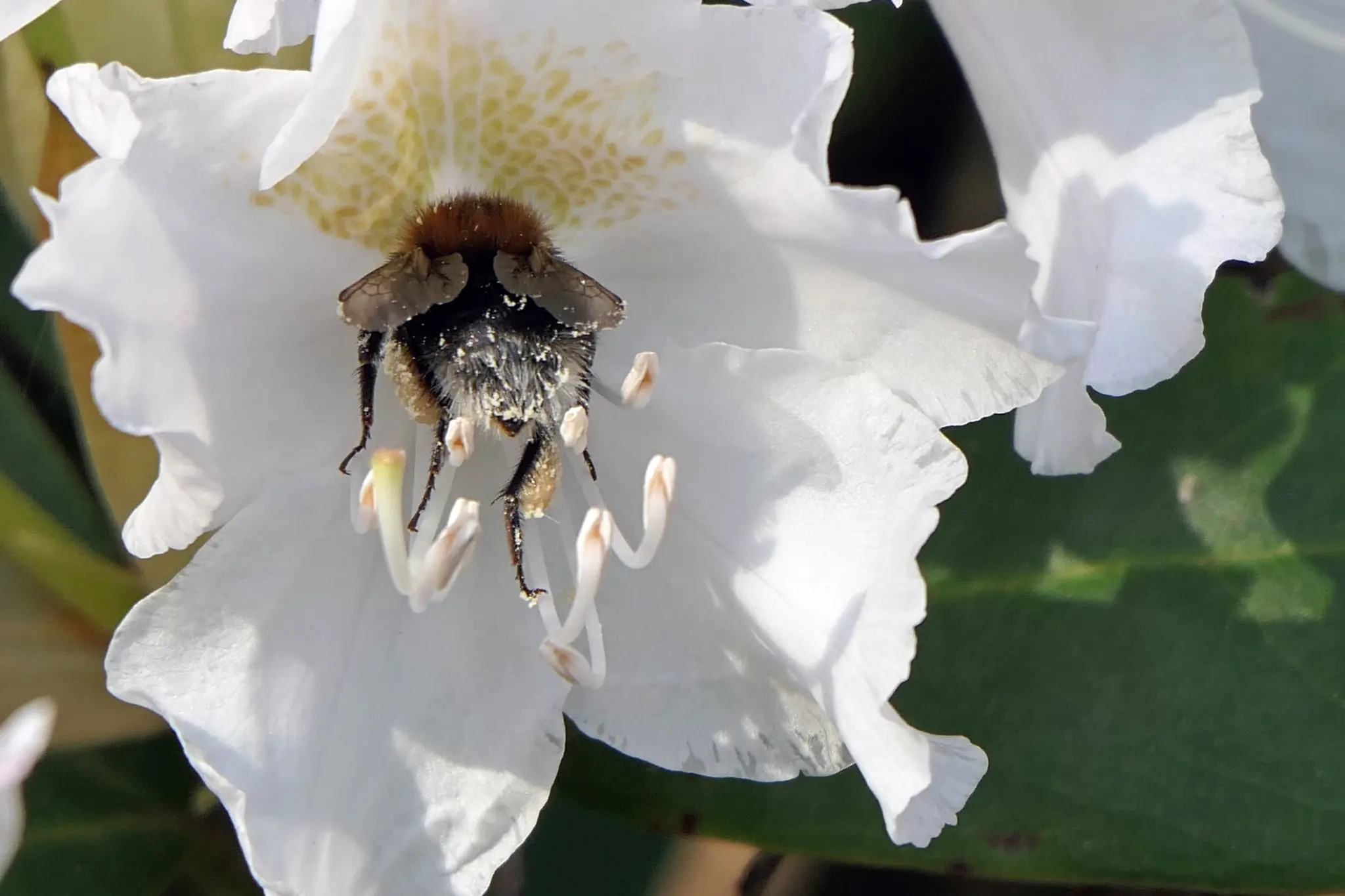 Es gibt ber 1000 Rhododendronarten: Von Problempflanzen bis zu  spektakulren Exoten - Essen