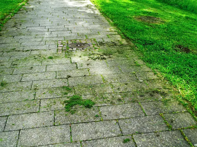Gehweg an der Rheinpromenade in Wesel. | Foto: Siegmund Walter, 11.05.2026, 11:26 Uhr