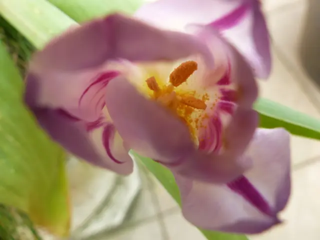 Eine der Ersten - Lilac Wonder | Foto: N. Käse