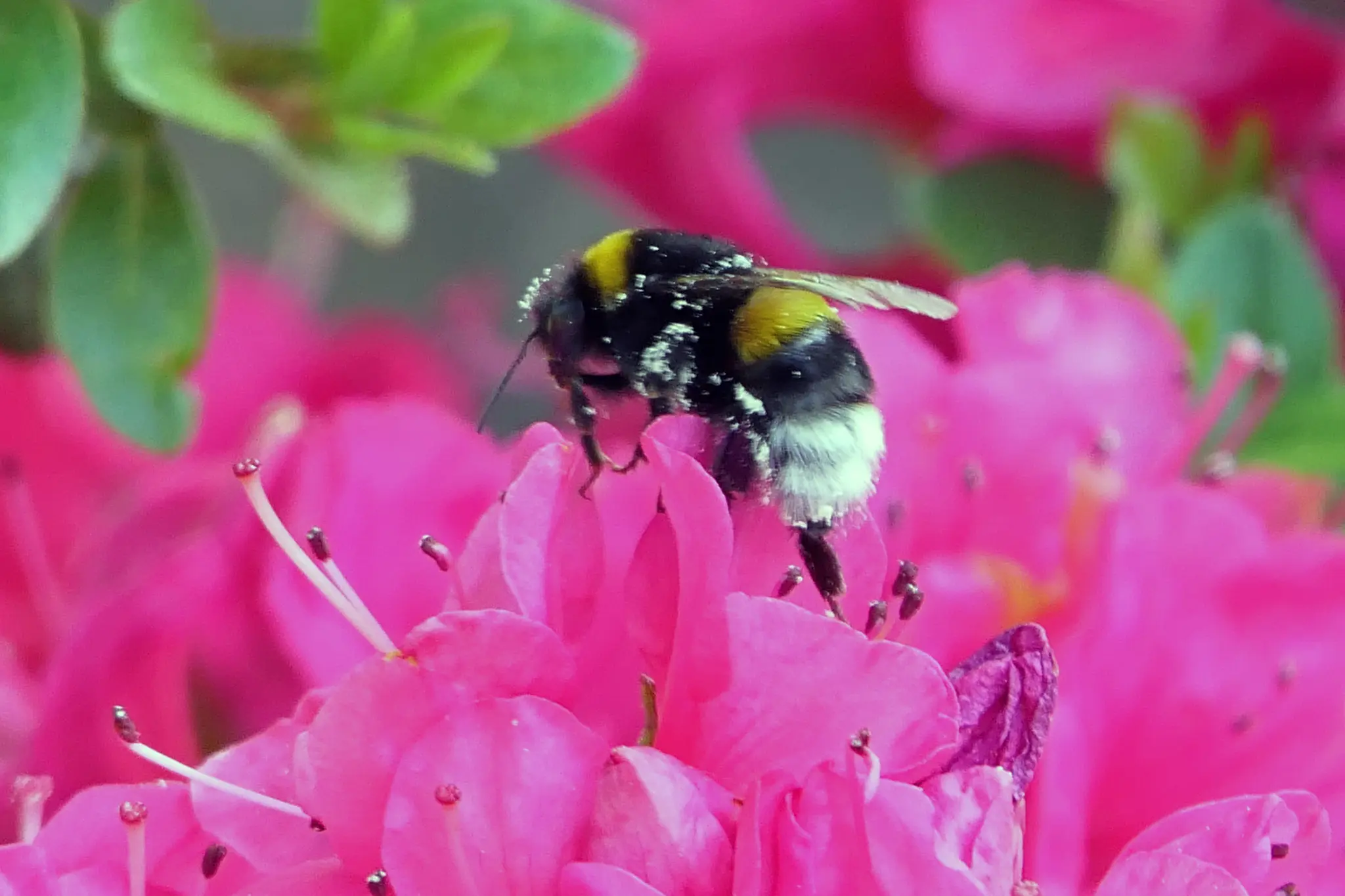 Es gibt ber 1000 Rhododendronarten: Von Problempflanzen bis zu  spektakulren Exoten - Essen