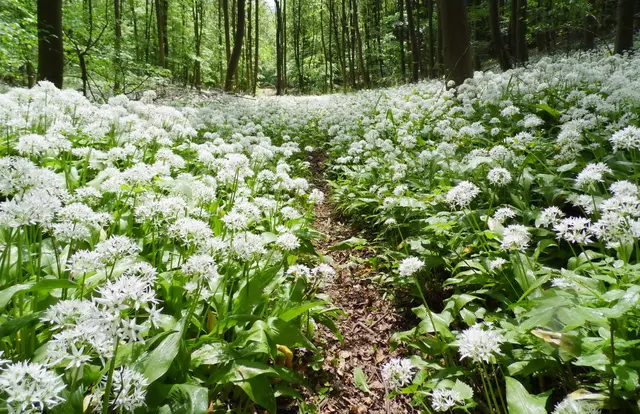 Danach machen wir einen kleinen Spaziergang durch den Wald, der die Burg umgibt. Der Bärlauch blüht zu dieser Zeit und lässt die Natur märchenhaft erscheinen. | Foto: Kurt Wolter