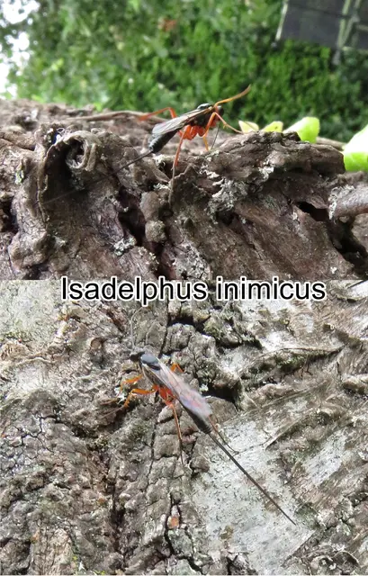 (odtN) Isadelphus inimicus  Johann Ludwig Christian Carl Gravenhorst 1829
Ordnung:	Hautflügler (Hymenoptera)
Unterordnung:	Taillenwespen (Apocrita)
Familie:	Schlupfwespen (Ichneumonidae)
Unterfamilie:	Phygadeuontinae
Gattung:	Isadelphus
Art:	Isadelphus inimicus