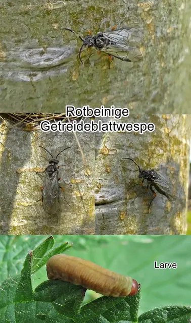 Rotbeinige Getreideblattwespe (Dolerus gonager) Johann Christian Fabricius 1781
Ordnung: Hautflügler (Hymenoptera)
Überfamilie:	Blattwespenartige (Tenthredinoidea)
Familie:	Echte Blattwespen (Tenthredinidae)
Unterfamilie:	Selandriinae
Gattung:	Dolerus
Untergattung:	Poodolerus
Art: Rotbeinige Getreideblattwespe
