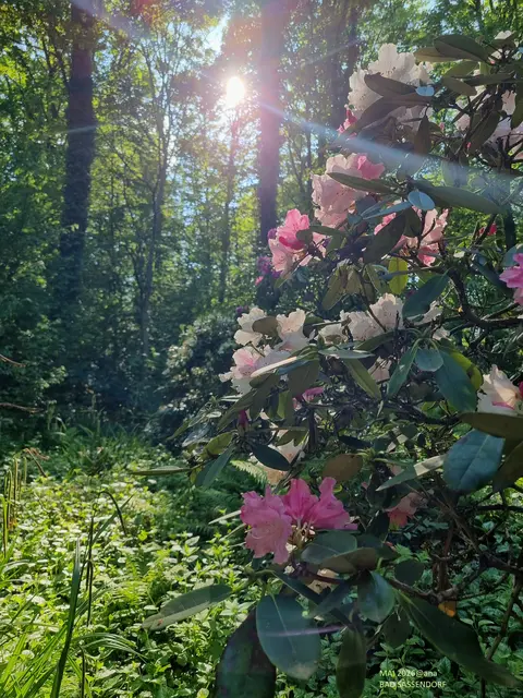SONNE