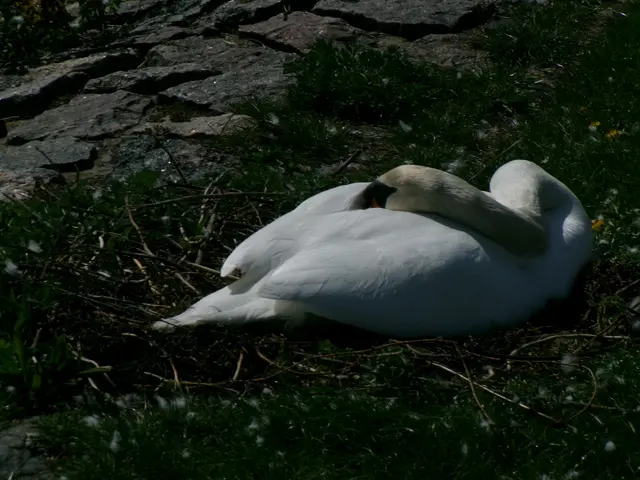 Ganz in der Nähe brütet dieser Schwan. Das Nest wurde großzügig mit Flatterband abgesperrt. | Foto: N. Käse