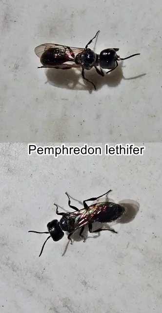 (odtN) Pemphredon lethifer  William Edward Shuckard 1837
Ordnung: Hautflügler (Hymenoptera)
Teilordnung:	Stechimmen (Aculeata)
Überfamilie:	Apoidea
ohne Rang:	Grabwespen (Spheciformes)
Familie:	Crabronidae
Gattung:	Pemphredon
Art:	Pemphredon lethifer