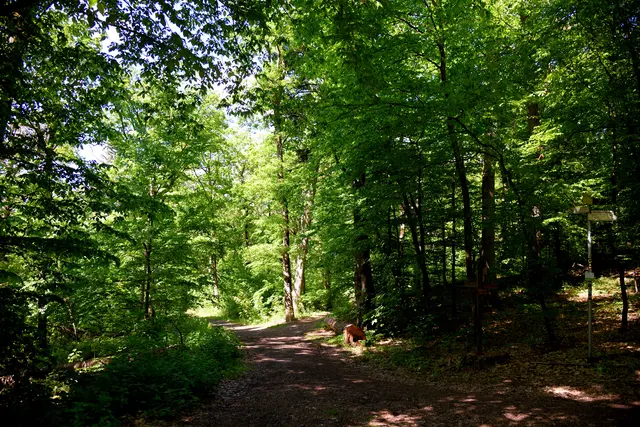 Waldwege in der Nähe.