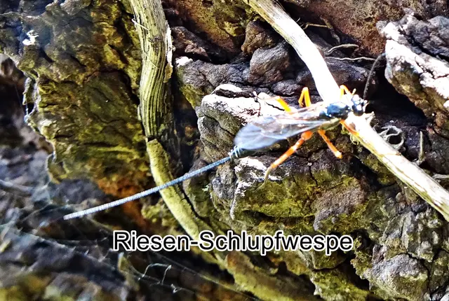 Riesen-Schlupfwespe (Dolichomitus imperator) Joseph Kriechbaumer 1854
Ordnung:	Hautflügler (Hymenoptera)
Unterordnung:	Taillenwespen (Apocrita)
Überfamilie:	Schlupfwespenartige (Ichneumonoidea)
Familie:	Schlupfwespen (Ichneumonidae)
Gattung: Dolichomitus
Art: Riesen-Schlupfwespe 
