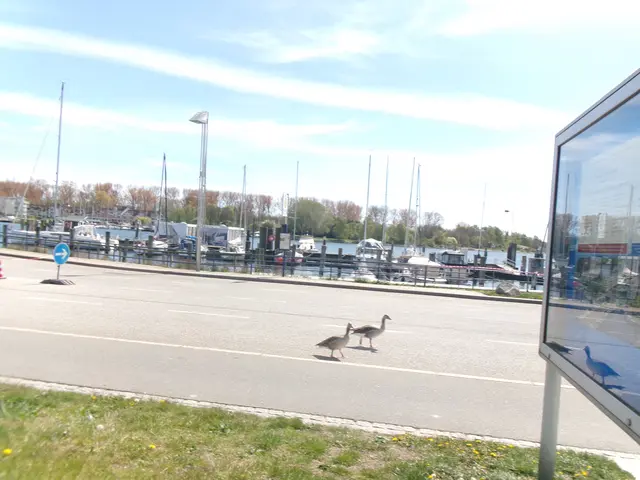 Nilgänse übequeren gerade die Straße zum Fähranleger | Foto: N. Käse