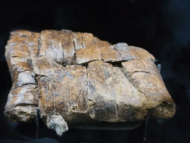 Rindenpaket, Birkenrinde 5.750  - 5.550 v.Chr. Motala, Schweden