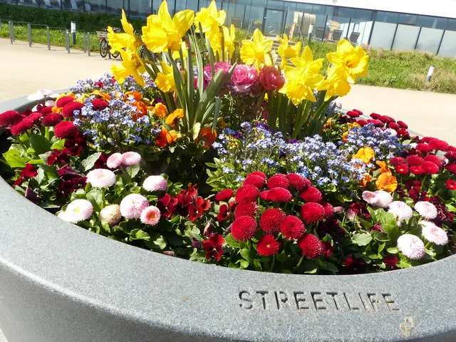 ein schöner bepflanzter Kübel mit Frühlingsblumen - hier blühen noch die Narzissen, bei uns waren sie schon verblüht. | Foto: N. Käse