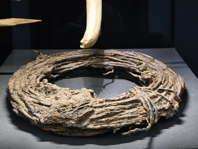 Pflanzenwurzel zu Fasern zusammen gerollt, diese Fasern wurden auch zum Flechten von Reusen benutzt.
Mortala, Schweden 5.750 - 5.550 v.Chr.