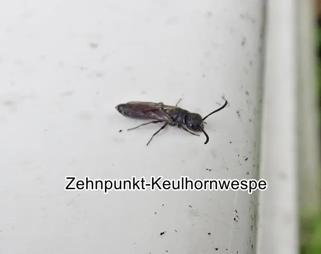 Zehnpunkt-Keulenwespe (Sapyga quinquepunctata) Johann Christian Fabricius 1781
Ordnung:	Hautflügler (Hymenoptera)
Unterordnung:	Taillenwespen (Apocrita)
Teilordnung:	Stechimmen (Aculeata)
Überfamilie:	Vespoidea
Familie:	Keulenwespen (Sapygidae)
Gattung:	Sapyga
Art: Zehnpunkt-Keulenwespe | Foto: GvMeegen