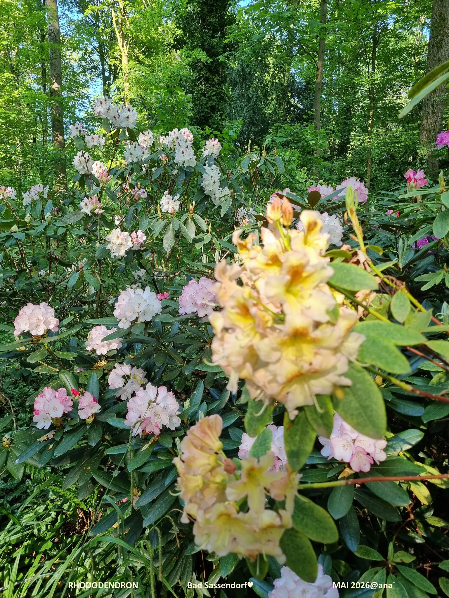 rhododendron dark purple Warlock