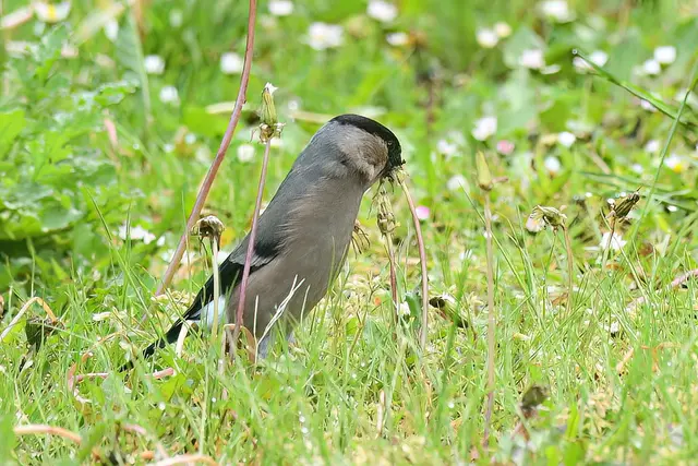 Gimpel ( Weibchen ) | Foto: Copyright Andreas Schäfer