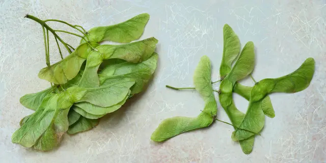 Die unreifen Früchte des Spitz-Ahorns (Acer platanoides). 
"Acer" stammt aus dem Lateinischen und bedeutet: spitzblättrig und "platanoides" weist auf die Ähnlichkeit mit der Platane hin.