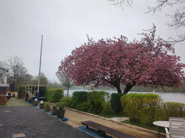 Kirschblüte beim DSV98 | Foto: Astrid Günther