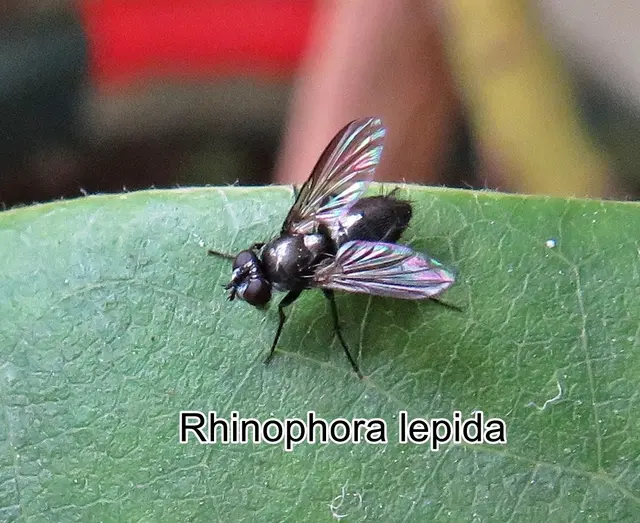 (odtN) Rhinophora lepida   Johann Wilhelm Meigen 1824
Ordnung:	Zweiflügler (Diptera)
Unterordnung:	Fliegen (Brachycera)
Familie: Asselfliegen (Rhinophoridae)
Gattung: 	Rhinophora
Art: Rhinophora lepida