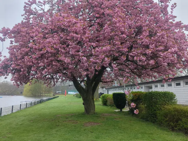 Kirschblüte beim DSV98 | Foto: Astrid Günther