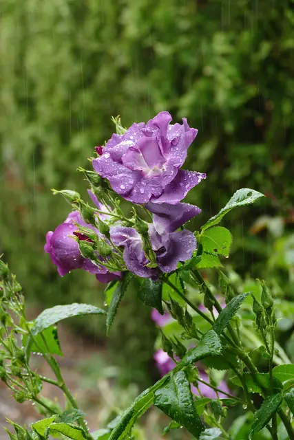 Rose Rhapsodie in Blue, 14. Mai 2026