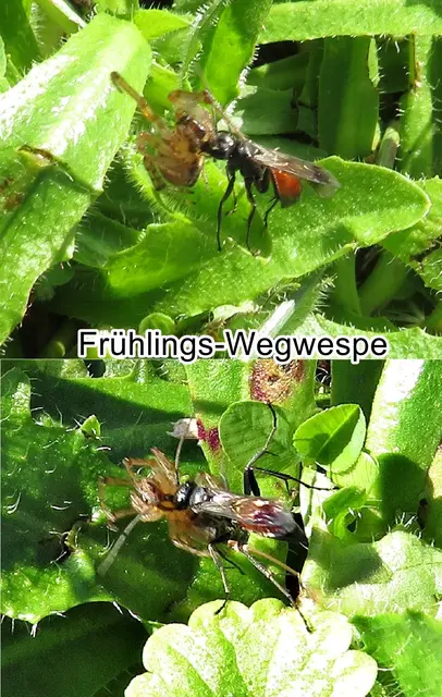 Frühlings-Wegwespe (Anoplius viaticus) Carl von Linné 1758
Ordnung:	Hautflügler (Hymenoptera)
Teilordnung:	Stechimmen (Aculeata)
Überfamilie:	Vespoidea
Familie:	Wegwespen (Pompilidae)
Unterfamilie:	Pompilinae
Gattung:	Anoplius
Art:	Frühlings-Wegwespe | Foto: GvMeegen