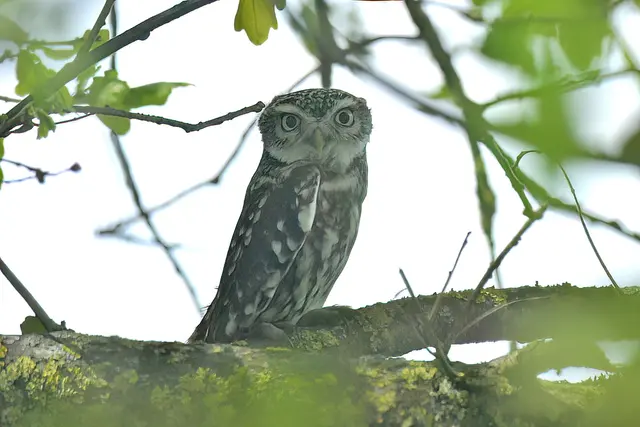 Foto: Copyright Andreas Schäfer